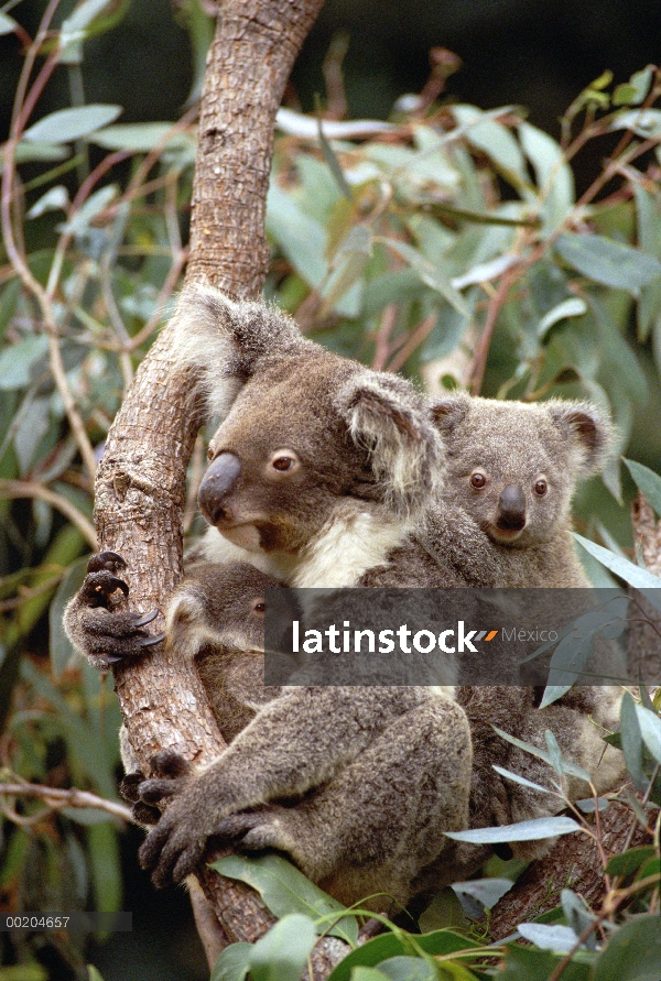 La madre Koala (cinereus de Phascolarctos) con joey y huérfano, del este bosques Australia