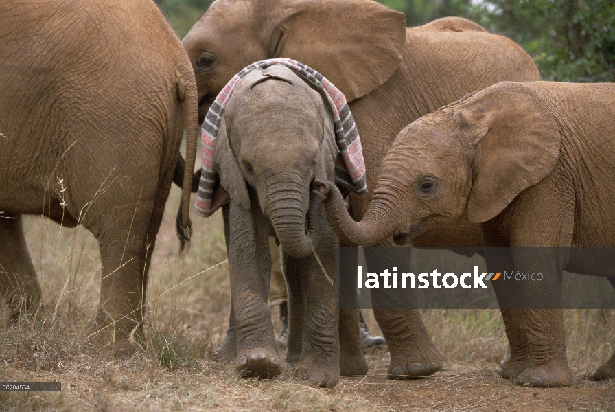 Elefante africano (Loxodonta africana) huérfano bebé dulce Sally, encuentro a otros huérfanos, David