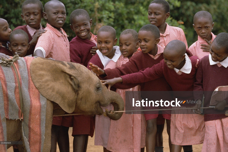 Elefante africano (Loxodonta africana) huérfano bebé Mwega jugando con niños de escuela en el baño d