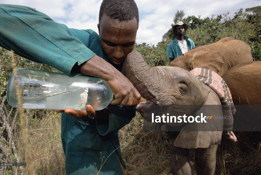 Elefante africano (Loxodonta africana) huérfano bebé dulce Sally alimentadas por Jullus Latoya, Davi