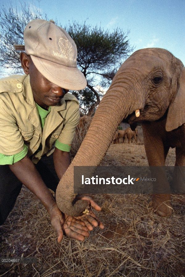 Elefante africano (Loxodonta africana) huérfano a bebé Natumi aprendiendo a encontrar Acacia vainas 