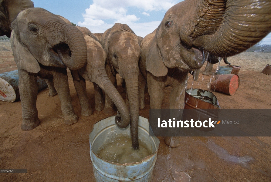 Elefante africano (Loxodonta africana) huérfanos a bebés beber, David Sheldrick Wildlife Trust orfan