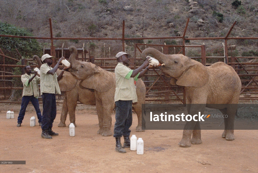 Elefante africano (Loxodonta africana) huérfanos a bebés siendo alimentados por los cuidadores, Davi