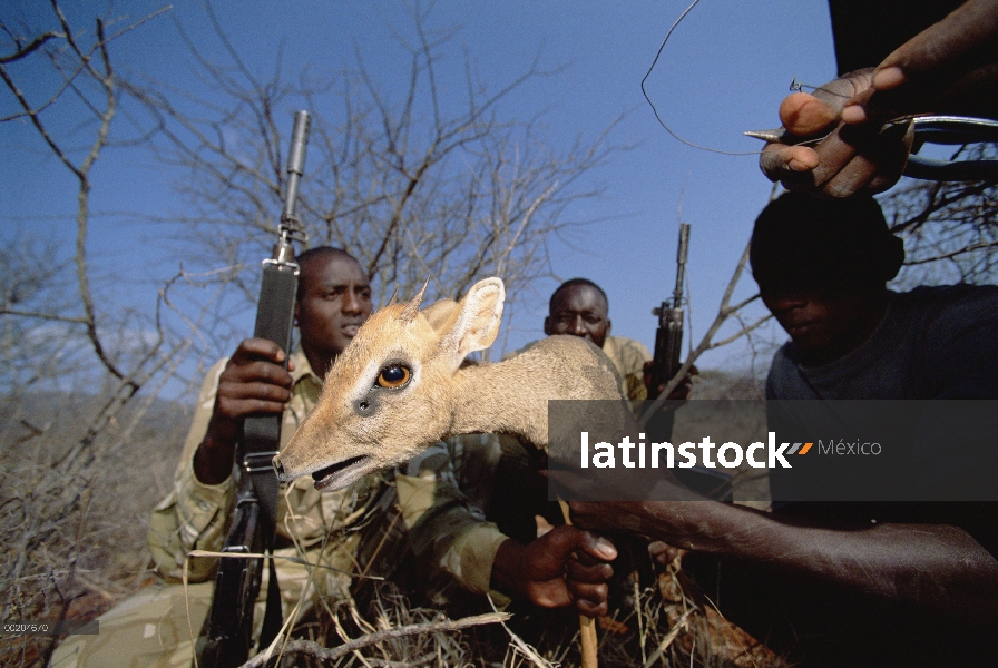 Dik Dik (Madoqua sp) siendo rescatado de la trampa de cazador furtivo furtiva patrulla los miembros 