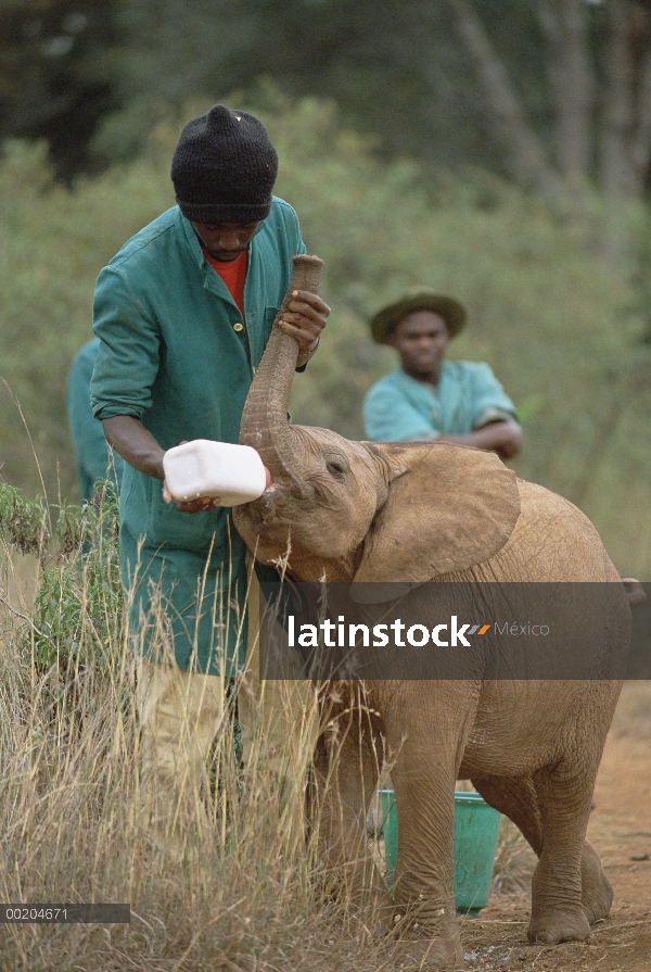 Elefante africano (Loxodonta africana) huérfano bebé dulce Sally alimentadas, David Sheldrick Wildli