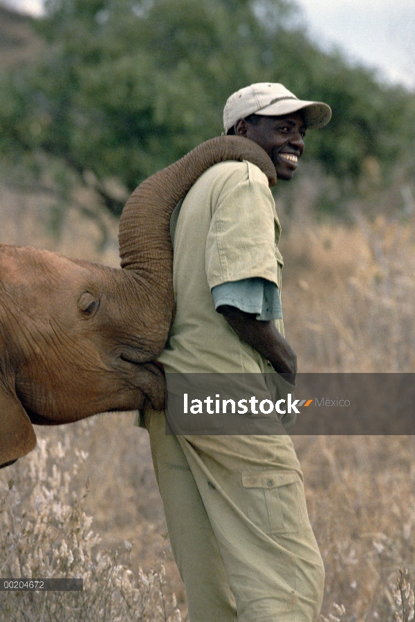 Elefante africano (Loxodonta africana), Natumi robar sombrero, David Sheldrick Wildlife Trust, Parqu