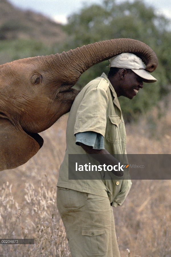 Elefante africano (Loxodonta africana), Natumi robar sombrero, David Sheldrick Wildlife Trust, Parqu