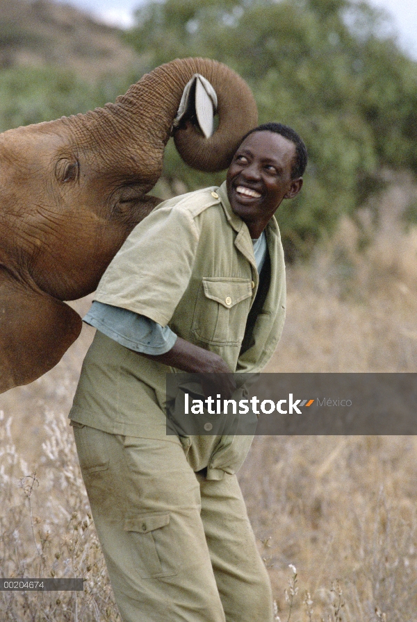 Elefante africano (Loxodonta africana) Natumi juguetonamente robar el sombrero de Patricio, David Sh