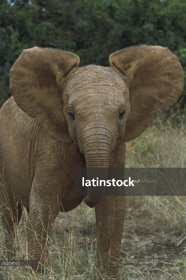 Elefante africano (Loxodonta africana) huérfano bebé Mwega juego-carga en el orfanato de baños de ba