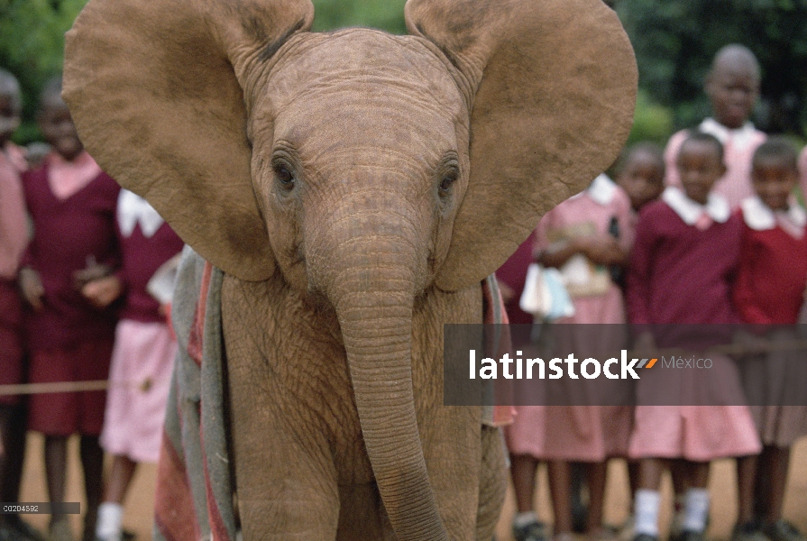 Elefante africano (Loxodonta africana) huérfano bebé Mwega juego-carga en el baño de barro con los n