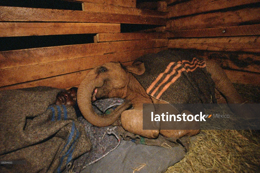 Elefante africano (Loxodonta africana) huérfano bebé Mwega dormir en el granero con Edwin, David She