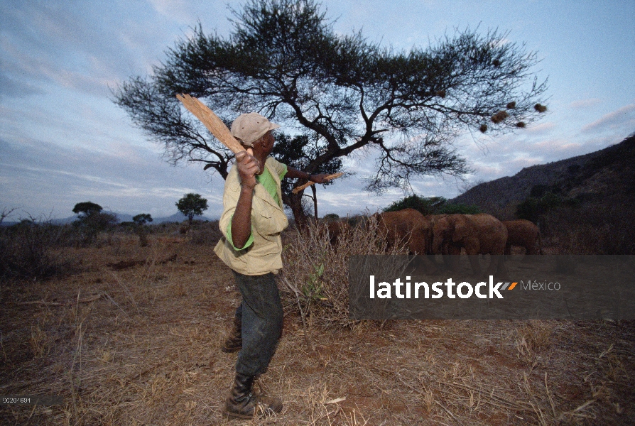 Bebés de elefante africano (Loxodonta africana) huérfanos aprendiendo a encontrar Acacia vainas de l