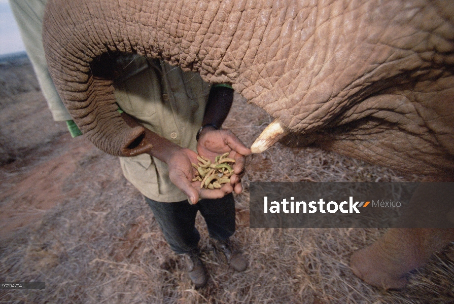 Elefante africano (Loxodonta africana) huérfano a bebé Natumi aprendiendo a encontrar Acacia vainas 