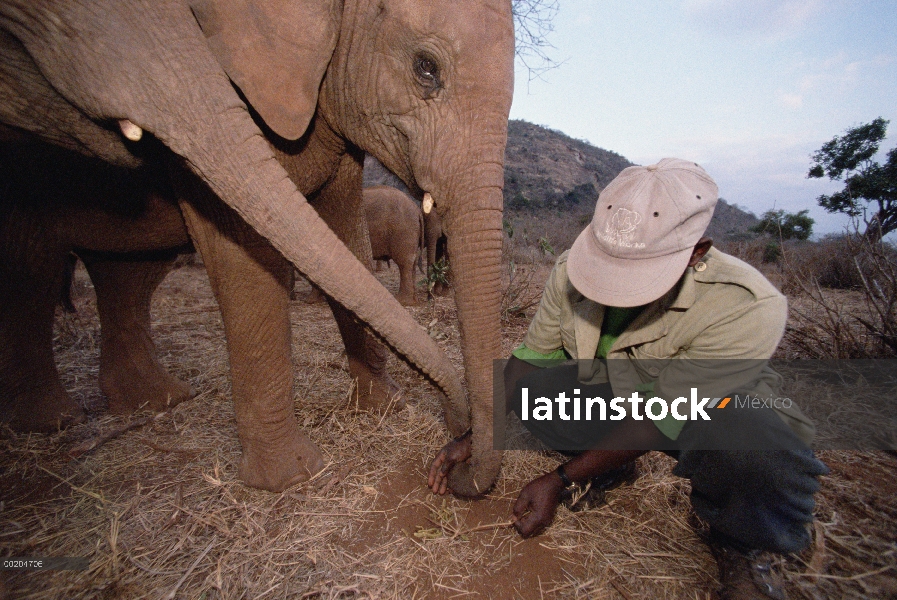 Elefante africano (Loxodonta africana) huérfano a bebé Natumi aprendiendo a encontrar Acacia vainas 