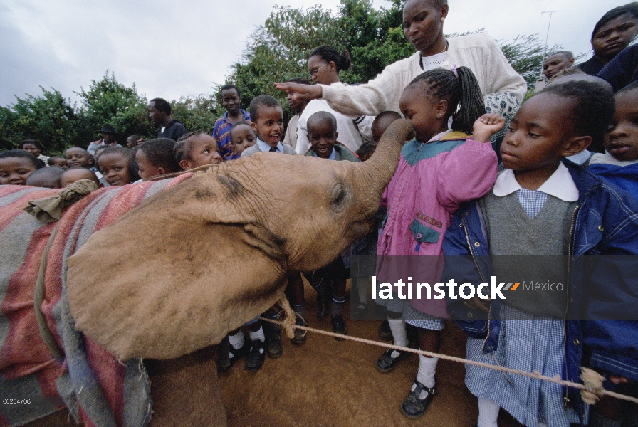 Elefante africano (Loxodonta africana) huérfano bebé Mwega jugando con niños de la escuela en el bañ