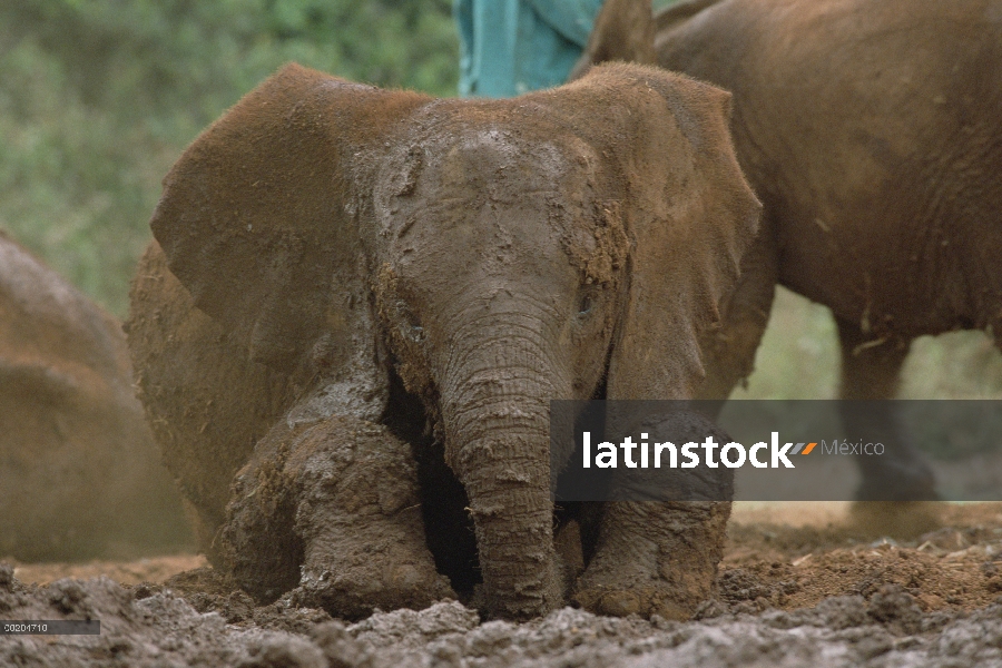 Elefante africano (Loxodonta africana) huérfano bebé Mwega jugando en el baño de barro en el orfanat