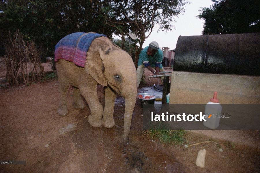 Elefante africano (Loxodonta africana) huérfano bebé Mwega despertar hasta por la mañana con Edwin, 