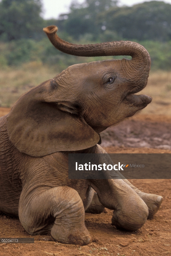 Elefante africano (Loxodonta africana) huérfano bebé Mwega jugando en el baño de lodo, David Sheldri