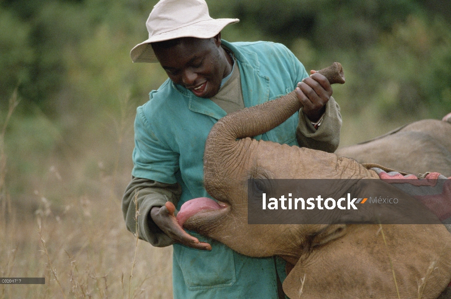 Elefante africano (Loxodonta africana) huérfano bebé Mwega jugando en el orfanato con Edwin, David S