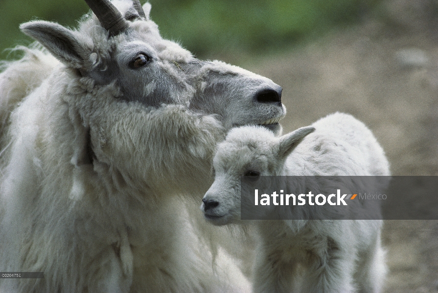 Cabra de la montaña (Oreamnos americanus) madre con niño, América del norte