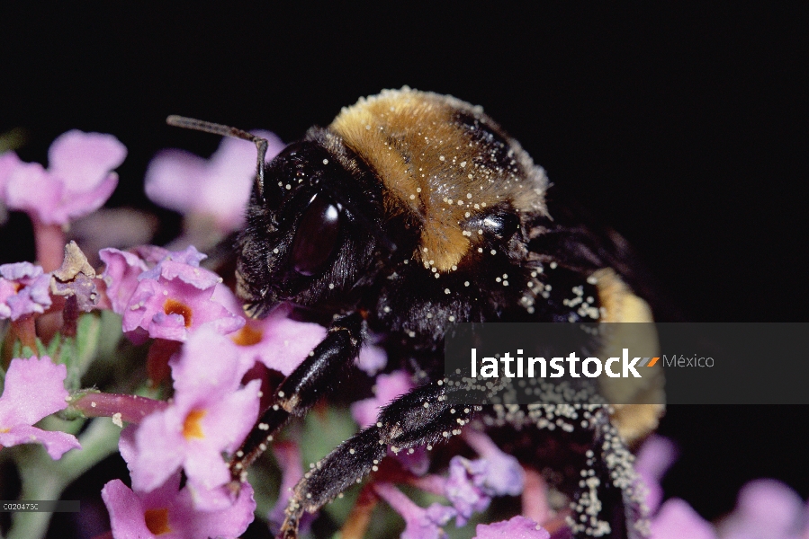 Abejorro americano (pennsylvanicus de Megabombus) cubiertos con huevos del parásito, América del nor