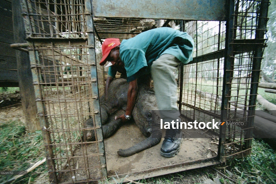 Elefante africano (Loxodonta africana) huérfano a bebé, Thoma, rescatado por Edwin de León jaula en 