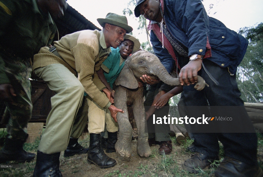 Elefante africano (Loxodonta africana) huérfano a bebé, Thoma, rescatado por Edwin de León jaula en 