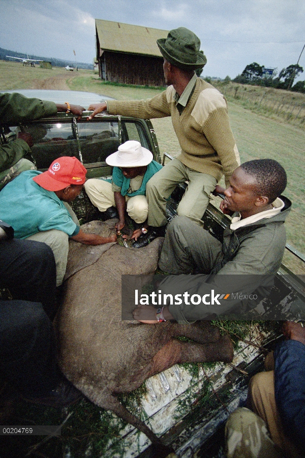 Elefante africano (Loxodonta africana) huérfano a bebé, Thoma, siendo rescatados y transportados al 