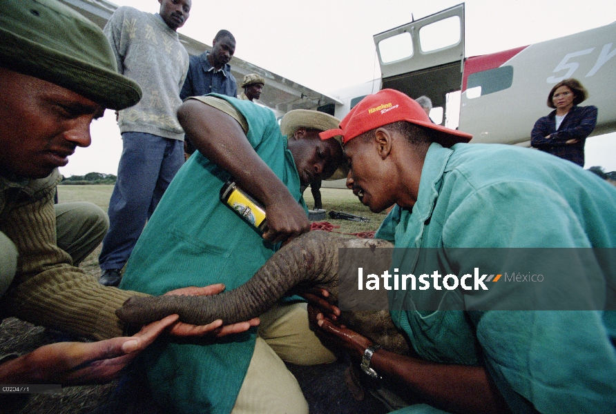 Elefante africano (Loxodonta africana) huérfano a bebé, Thoma, tratando de ser revivido por Edwin en