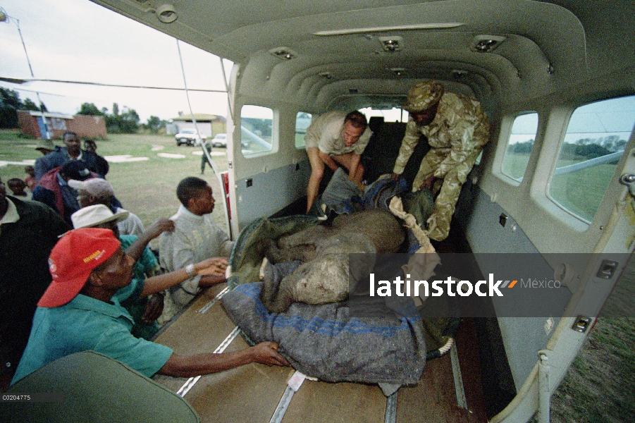 Elefante africano (Loxodonta africana) huérfano a bebé, Thoma, siendo cargado en avión viaje al orfa