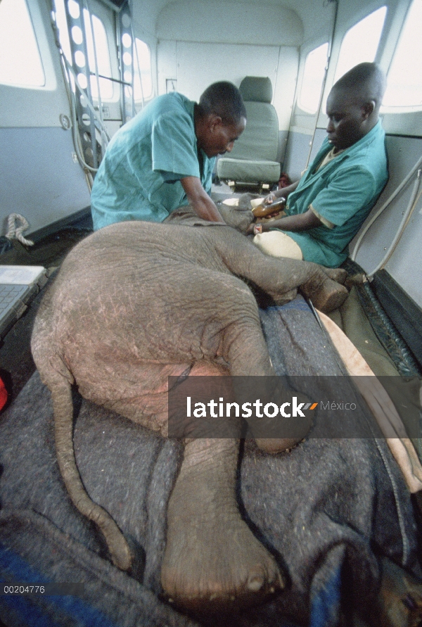 Elefante africano (Loxodonta africana) huérfanos los cuidadores intentando alimentar a bebé nuevo, T