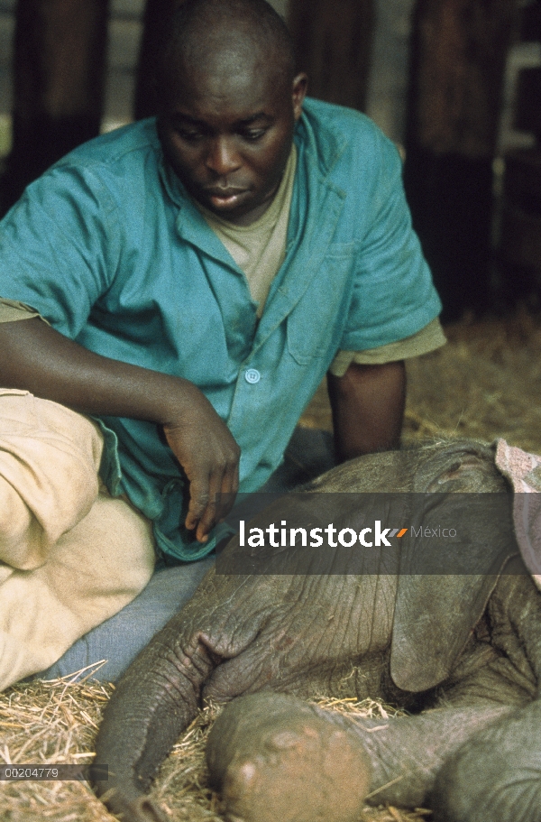 Elefante africano (Loxodonta africana) encargado de la observación huérfano bebé Thoma recuperarse d