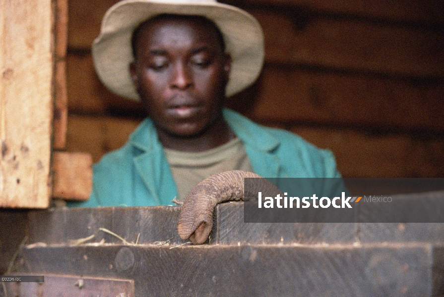 Elefante africano (Loxodonta africana) huérfano a bebé, Thoma, su primer día en el orfanato visto po