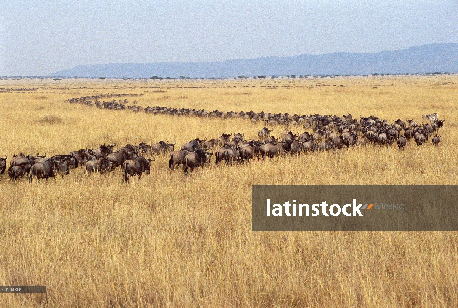 Wildebeest azul (taurinus de Connochaetes) manada migrando en una línea, Reserva Nacional de Masai M