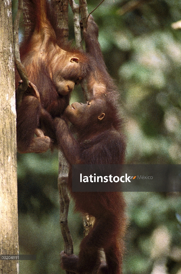 Orangután (Pongo pygmaeus) joven jugando en vid, Sepilok Wildlife Center, Sabah