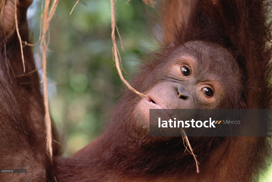 Juvenil de orangután (Pongo pygmaeus), reserva forestal de Sepilok, Sabah, Borneo