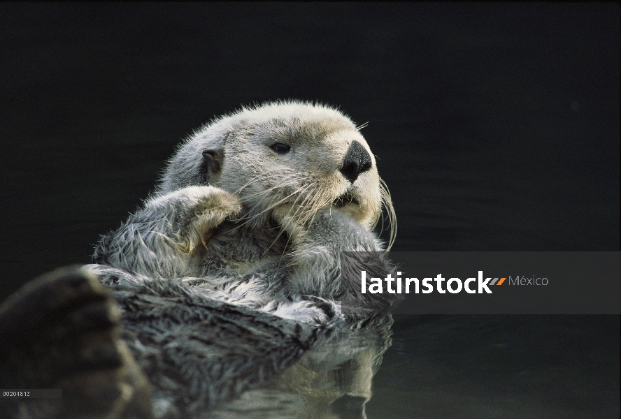 Nutria marina (Enhydra lutris) adulto recostado en su espalda en el superficie del agua comer Costa 