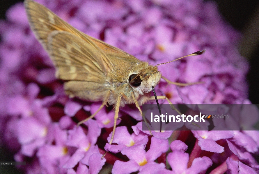 Plata con manchas patrón (Hesperia coma) de alimentación, con probóscide, néctar de flores, oeste de