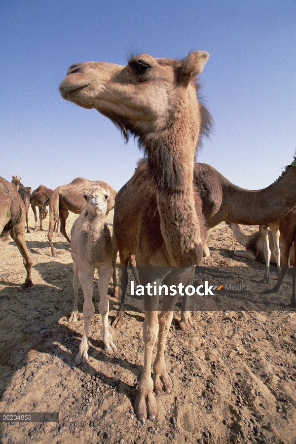 Madre de dromedario (Camelus dromedarius) camello con dos día de edad bebé, Dakhia Oasis, Sahara, Eg