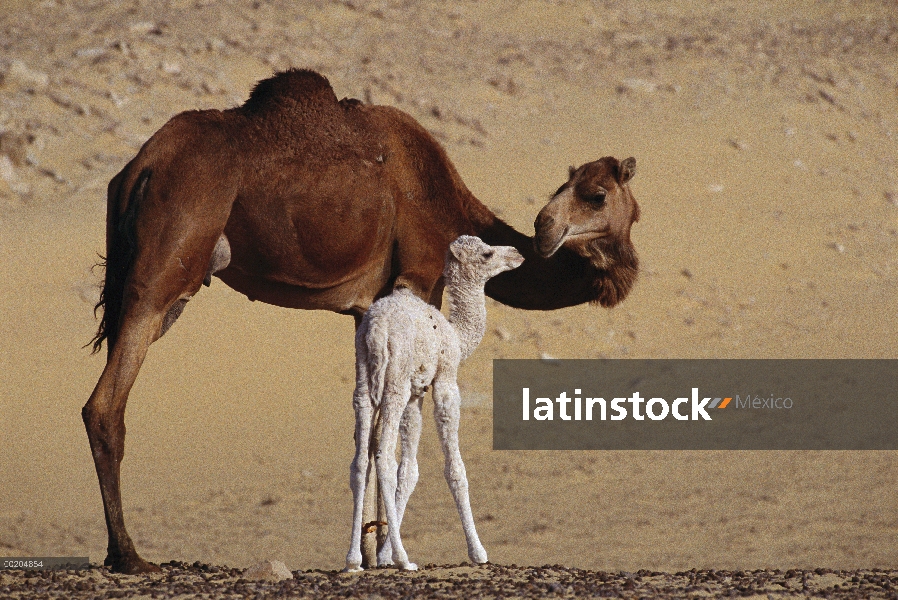 Madre de dromedario (Camelus dromedarius) camello con dos día de edad bebé, Dakhia Oasis, Sahara, Eg