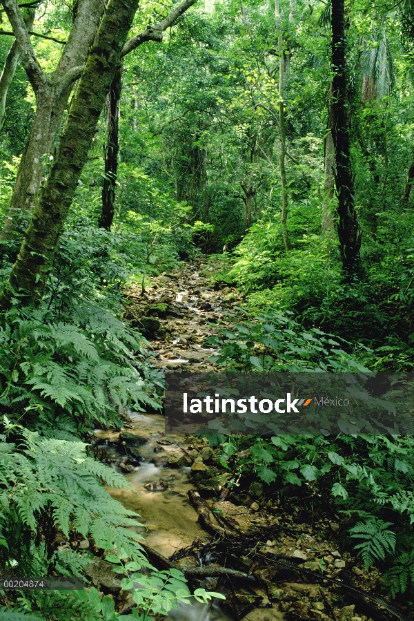 Corriente de Gombe que fluye a través de la densa selva tropical montano bajo adentro Parque Naciona