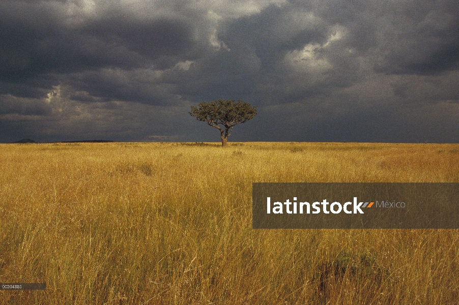 Silbar la espina (Acacia drepanolobium) en pastizales abiertos, Reserva Nacional de Masai Mara, Keni