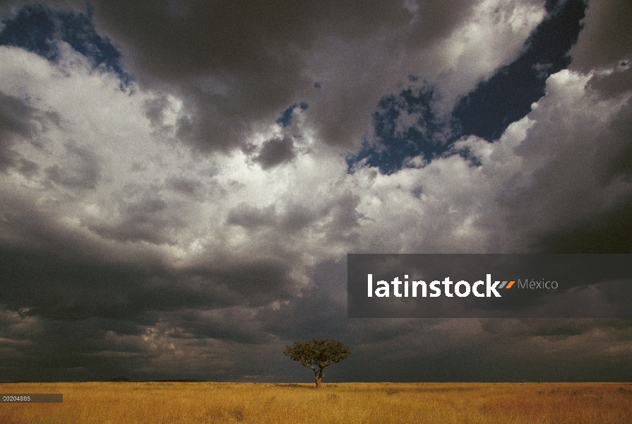 Silbar la espina (Acacia drepanolobium) en pastizales abiertos, Reserva Nacional de Masai Mara, Keni