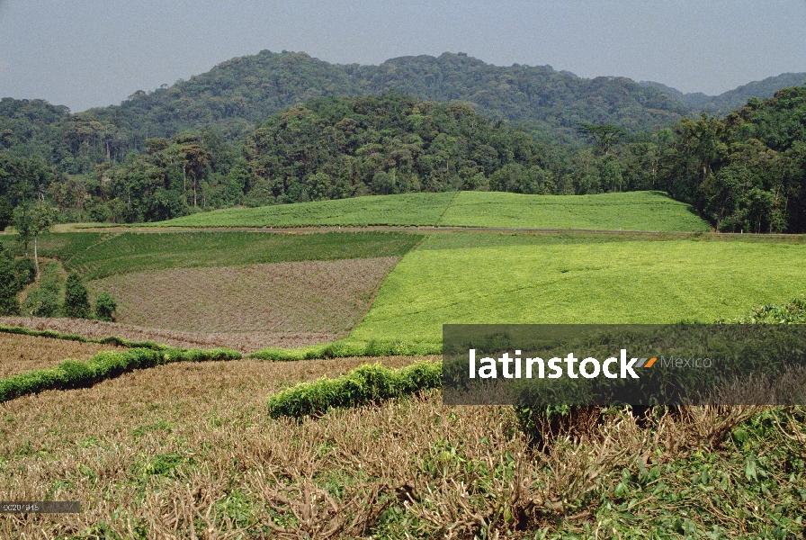 Granja de té invadiendo el bosque húmedo tropical, bosque de Nyungwe, Ruanda