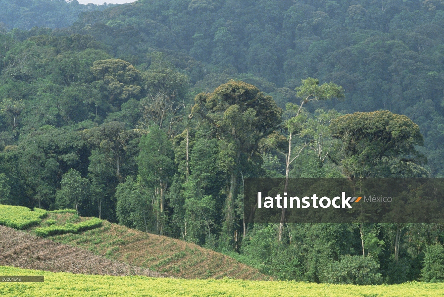 Granja de té invadiendo el bosque húmedo tropical, bosque de Nyungwe, Ruanda
