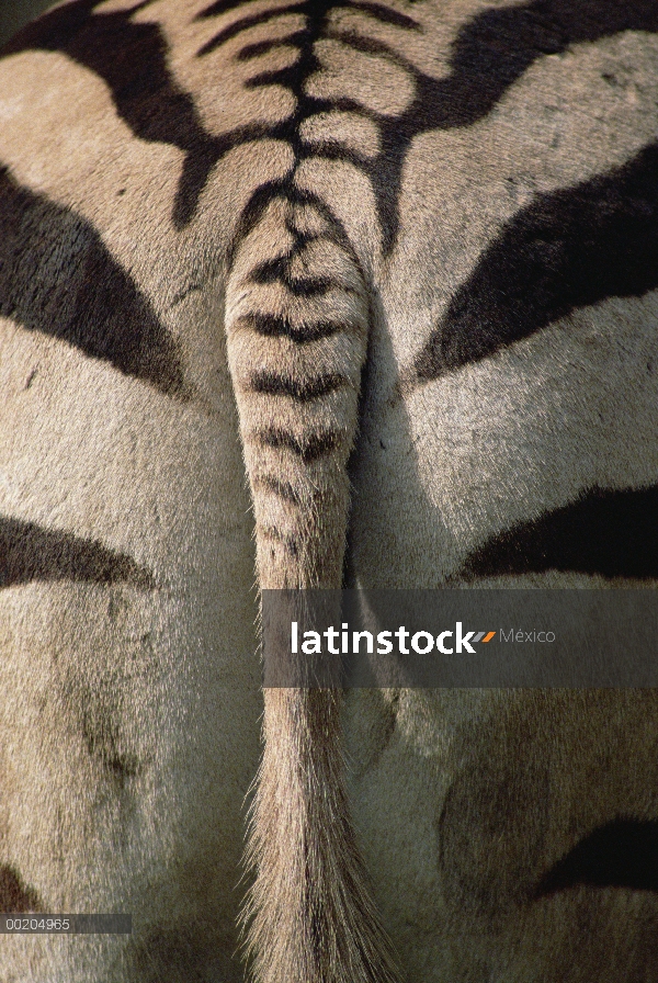 Primer plano de la cebra de montaña (Equus zebra hartmannae) de Hartmann de la cola y parte trasera,