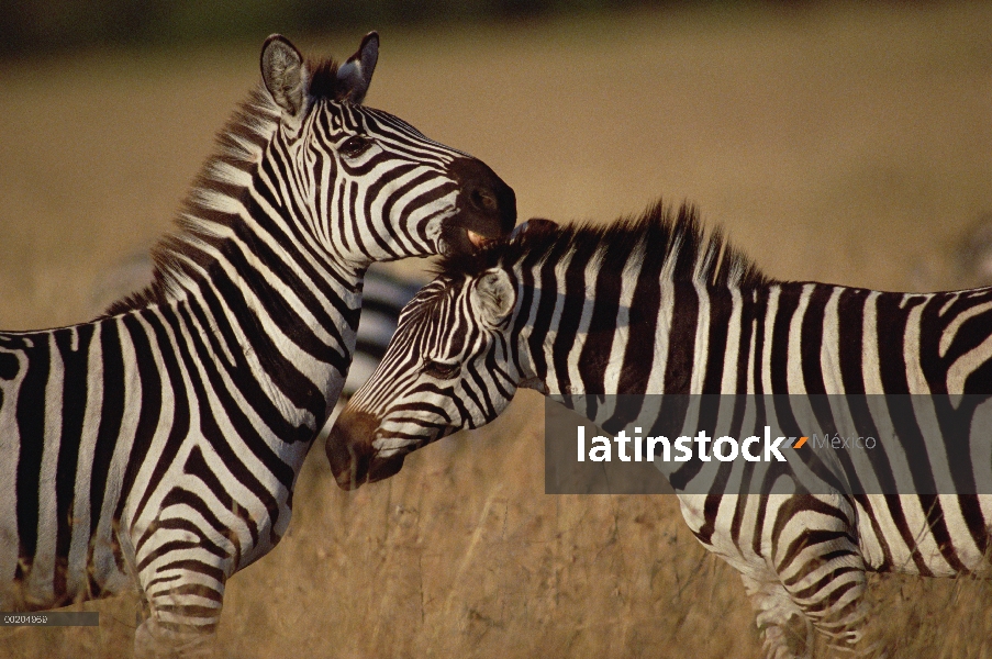 Cebra de Burchell (Equus burchellii) par preparación, Masai Mara reserva nacional, Kenia