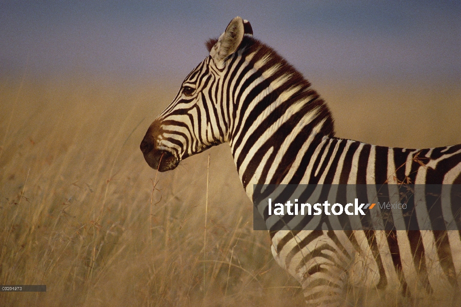 Cebra (Equus burchellii) retrato, Reserva Nacional de Masai Mara, Kenia de Burchell