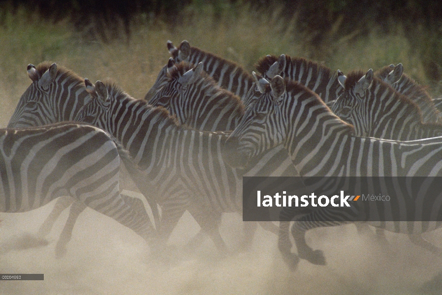 Cebra de Burchell (Equus burchellii) manada corriendo por polvo, Reserva Nacional de Masai Mara, Ken