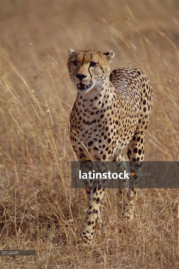 Retrato de guepardo (Acinonyx jubatus), caminar por la sabana, Reserva Nacional de Masai Mara, Kenia